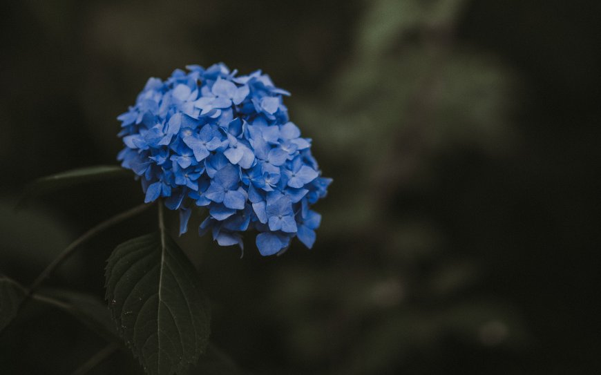 紫色绣球花植物图片壁纸