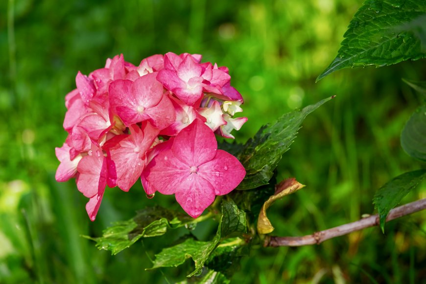 唯美粉色绣球超清花卉植物壁纸