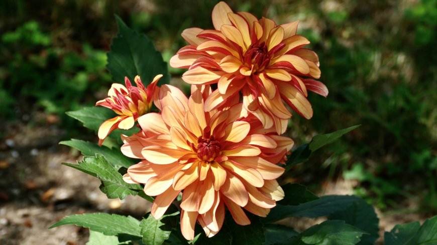 大丽花 鲜花花卉植物图片壁纸