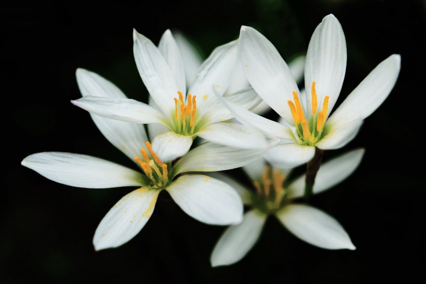 白色百合花卉植物图片壁纸