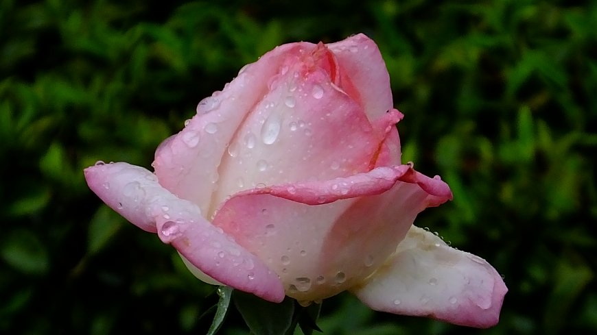 粉色玫瑰 鲜花壁纸