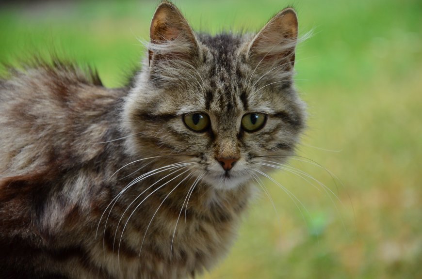 可爱狸猫 猫咪动物特写图片壁纸