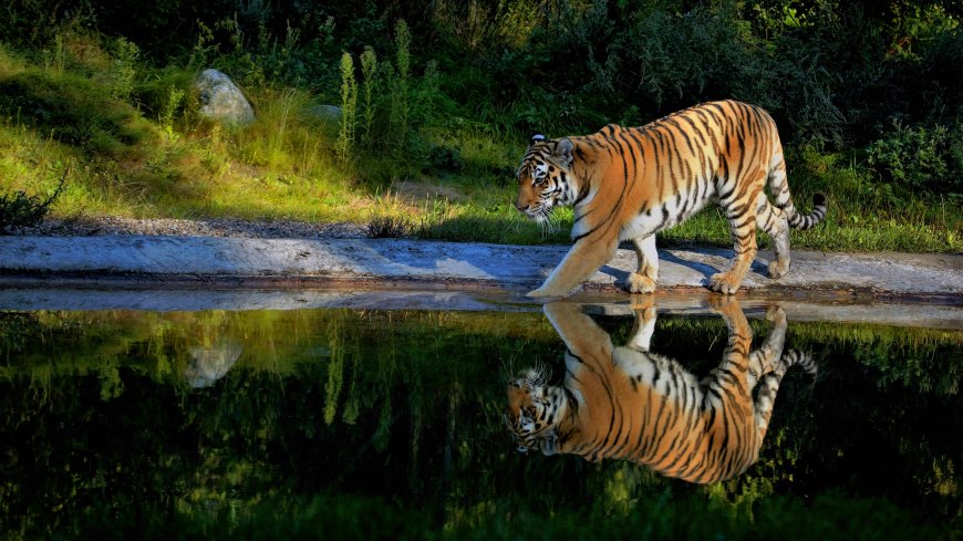 水池边的老虎动物图片壁纸