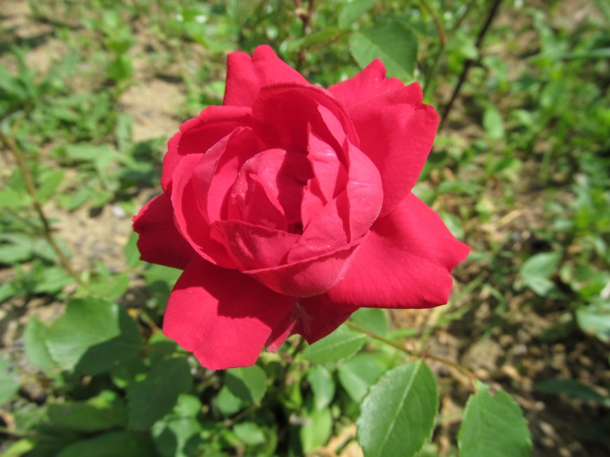 红艳玫瑰花卉特写图片壁纸