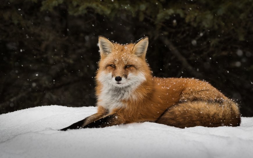 雪中可爱小狐狸动物图片壁纸