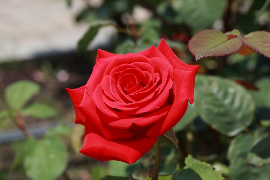 艳丽红玫瑰花卉图片壁纸