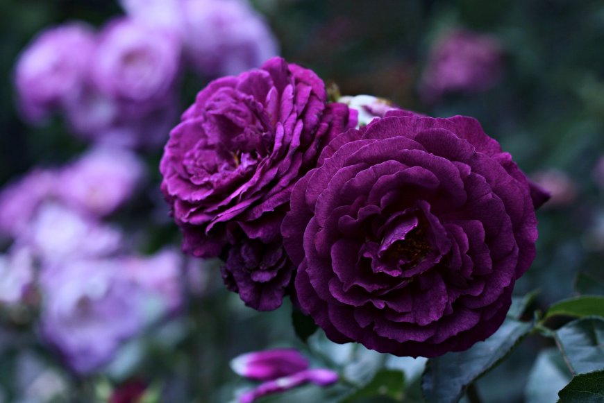 紫色玫瑰花卉壁纸