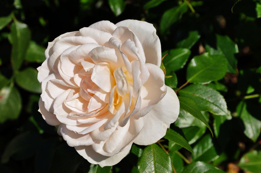 白色玫瑰花卉植物图片壁纸