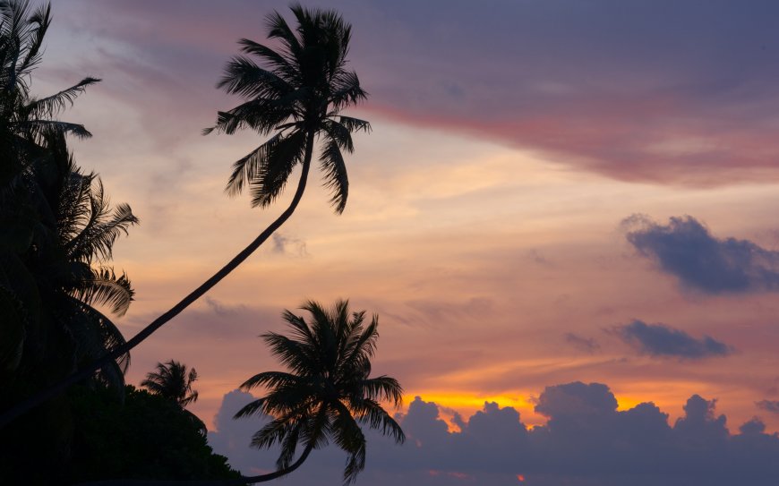唯美云彩 热带椰子树风景壁纸