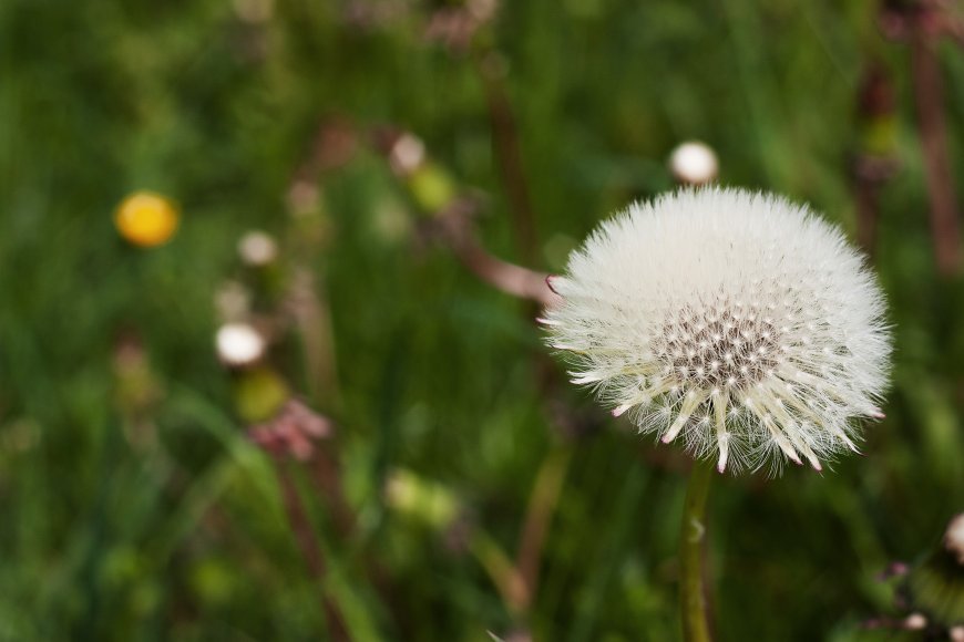 蒲公英植物超清图片壁纸