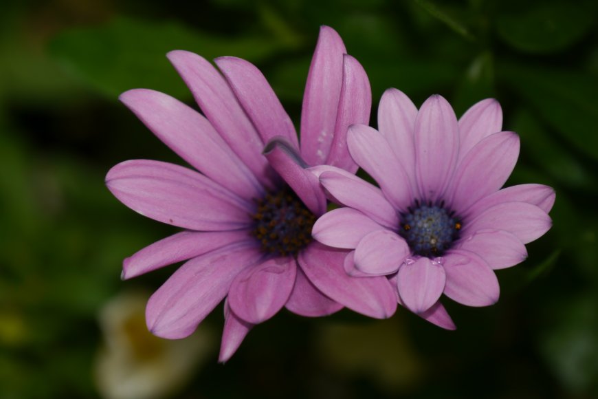 紫色雏菊花卉植物特写超清图片壁纸