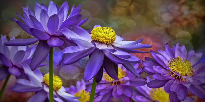 紫色睡莲花卉植物图片超清壁纸