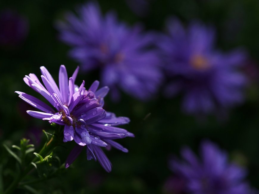 紫色雏菊花卉植物特写图片壁纸