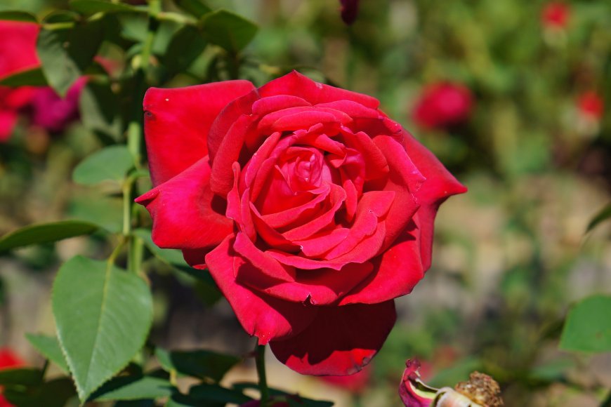 红色玫瑰花卉植物超清图片壁纸