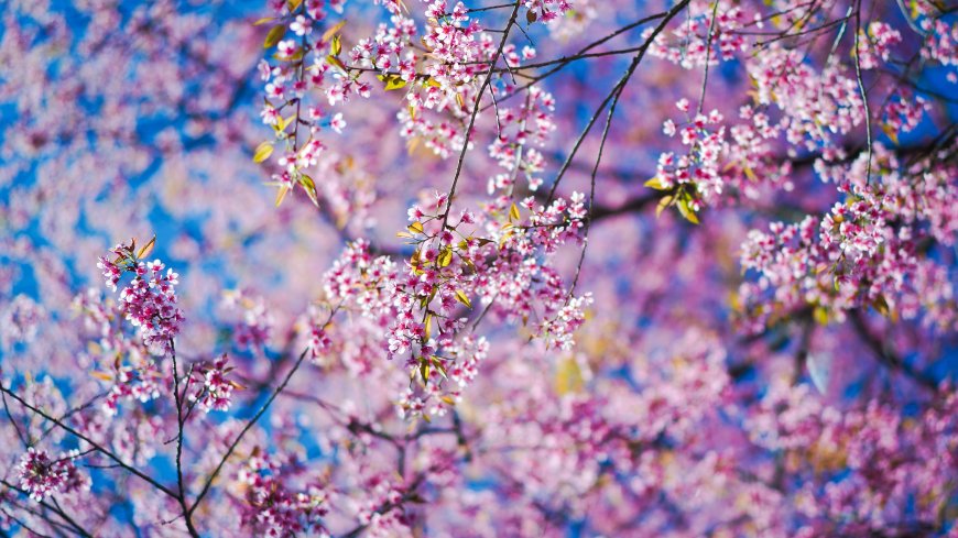 盛开的樱花花簇图片壁纸