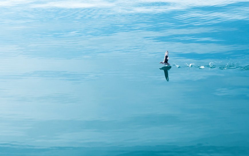 水面飞行的海燕动物壁纸