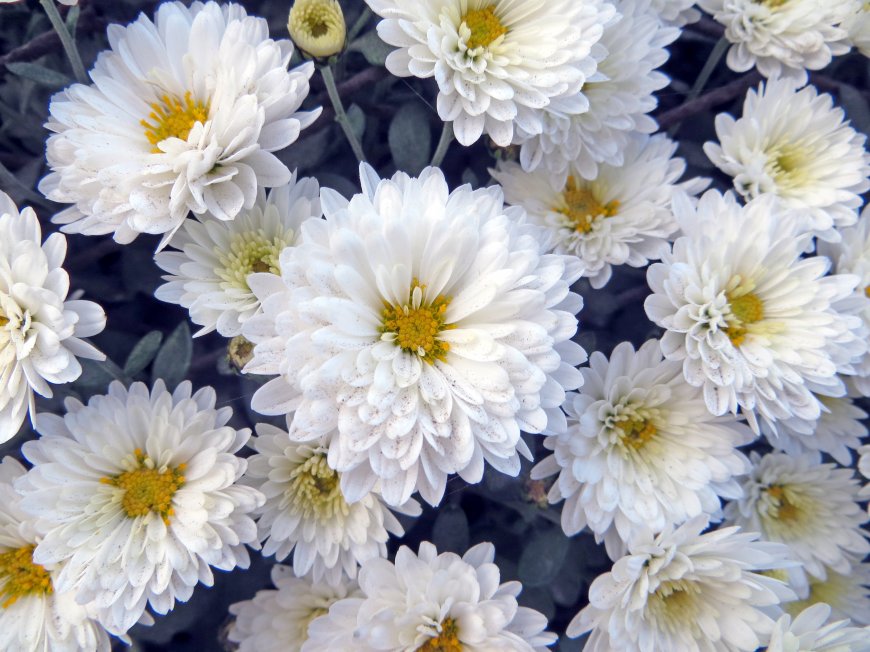 唯美白色菊花超清图片壁纸