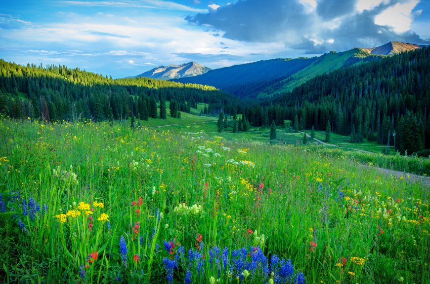 碧绿山野草地自然风景壁纸