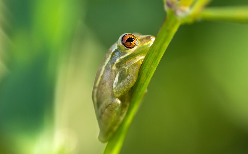 青蛙动物特写绿色护眼壁纸