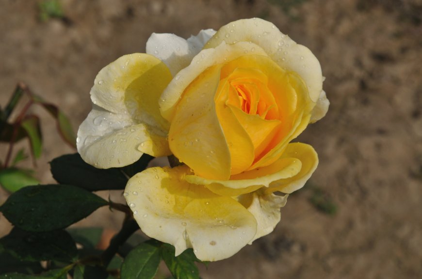 黄色玫瑰鲜花壁纸