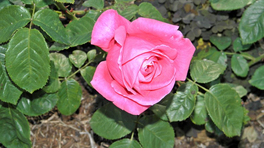 粉色玫瑰鲜花壁纸