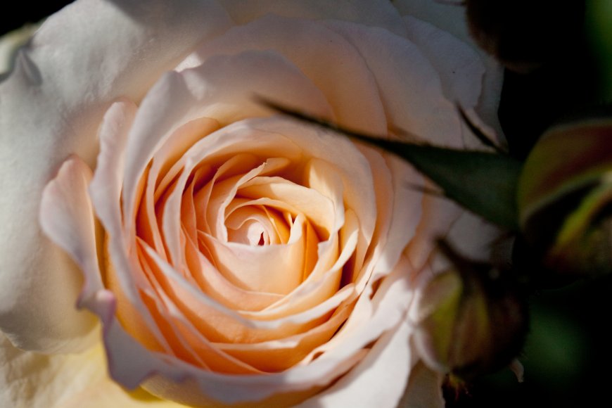 唯美玫瑰花卉超清图片壁纸