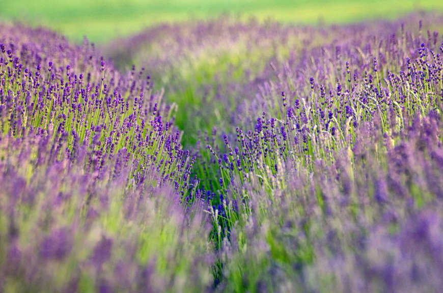 唯美薰衣草特写壁纸