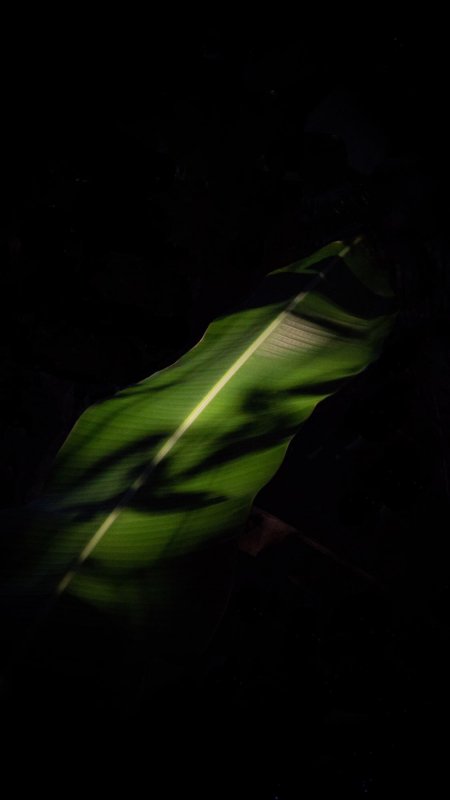 蕉叶特写手机壁纸