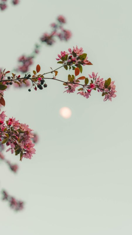 红色小花特写图片