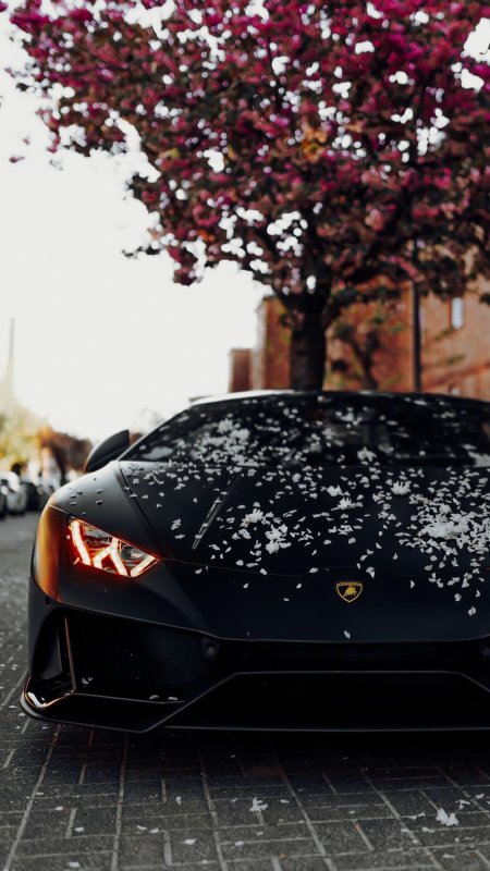 樱花 黑色兰博基尼超跑壁纸