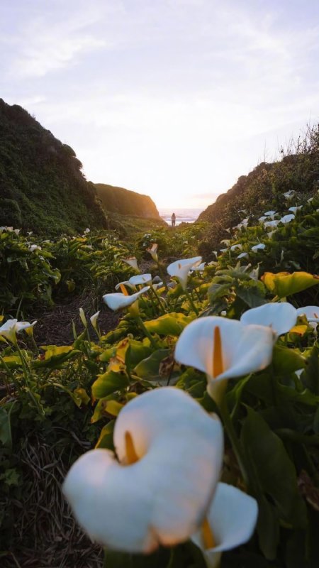 草地 白色小花鲜花图片