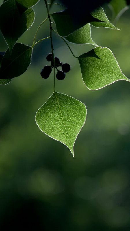 绿色树叶护眼壁纸