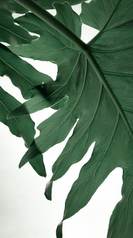 叶子 创意纹理背景图片