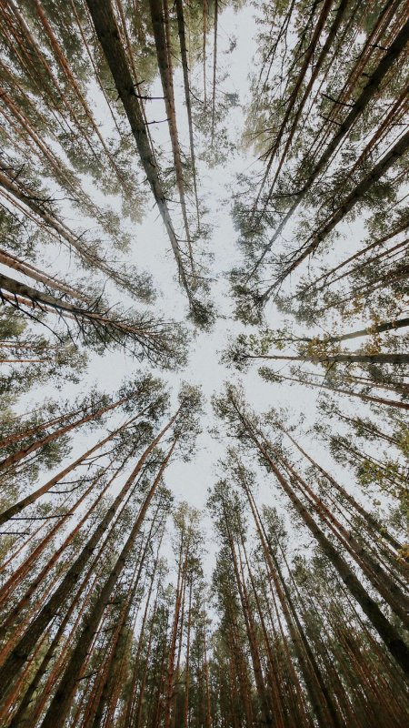 树林 仰拍 自然风景