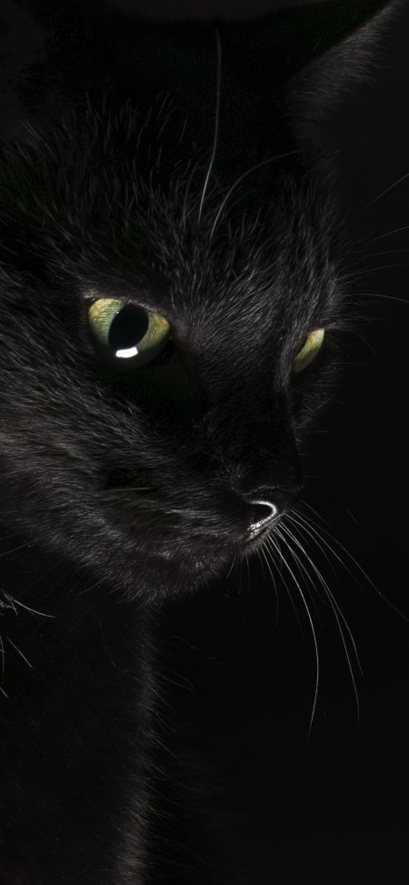 黑色猫咪动物萌宠特写