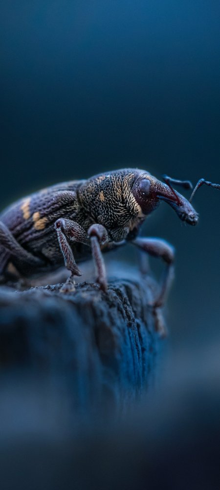 甘薯蚁象 象甲虫动物特写