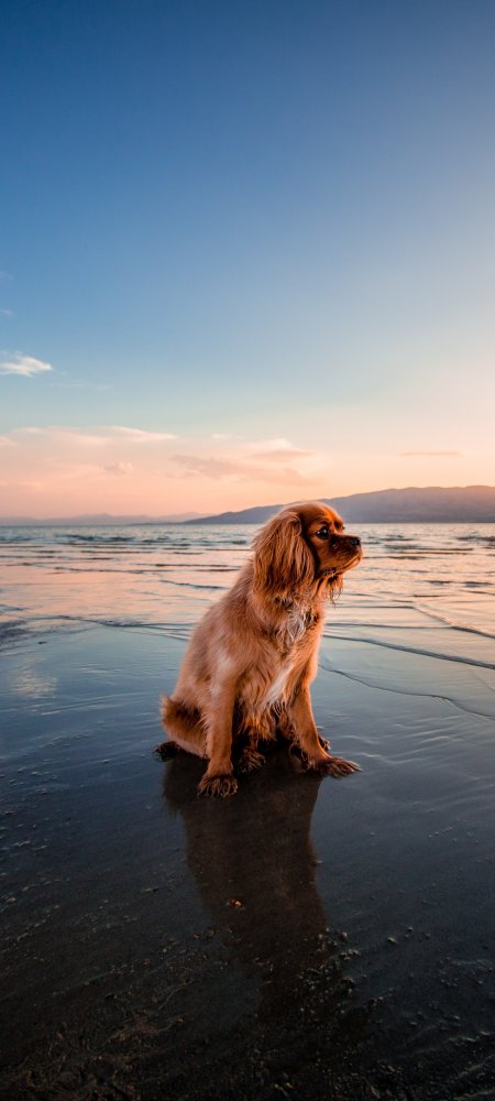 沙滩上的狗狗 唯美动物萌宠