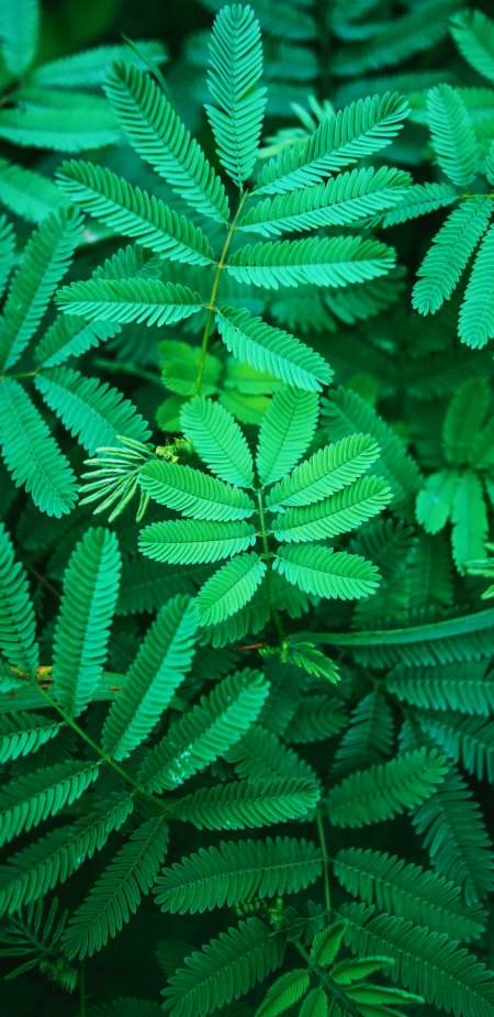 含羞草植物绿色护眼壁纸