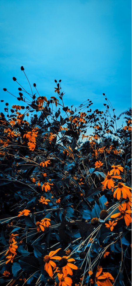  唯美鲜花植物背景图片