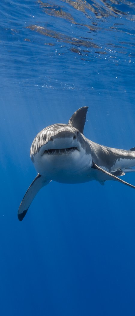 凶猛大白鲨海洋动物