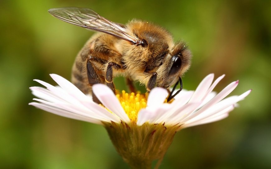 采花蜜的蜜蜂壁纸
