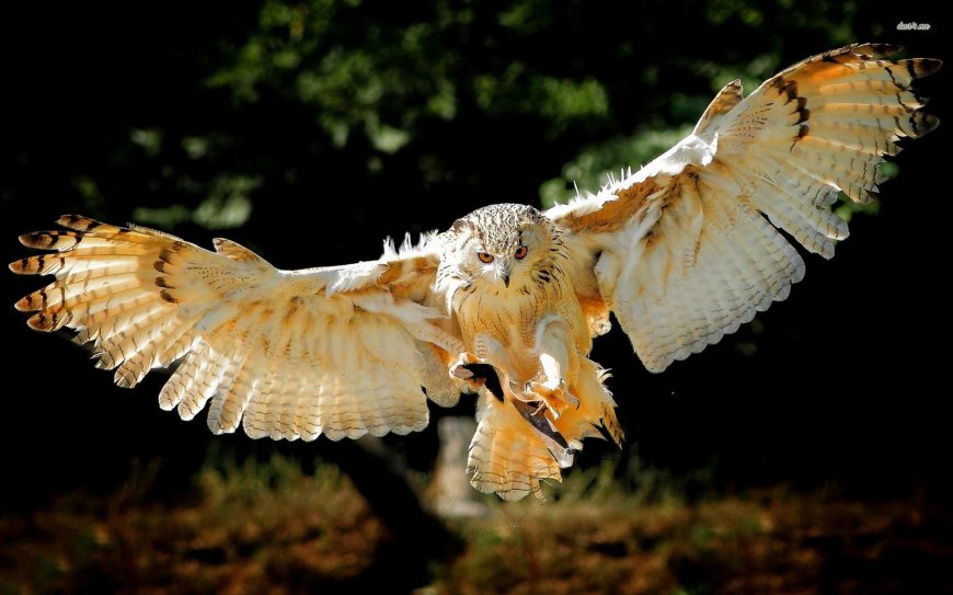 捕猎的猫头鹰壁纸