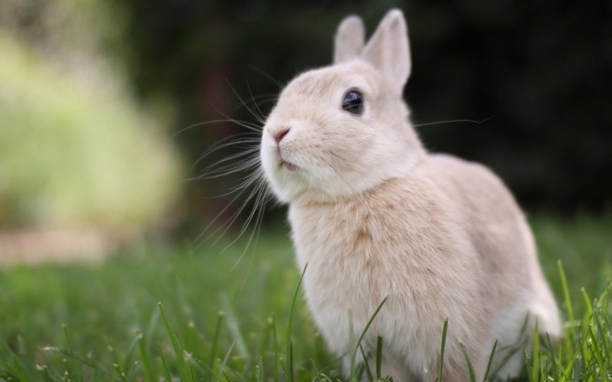 草地上的小兔子壁纸