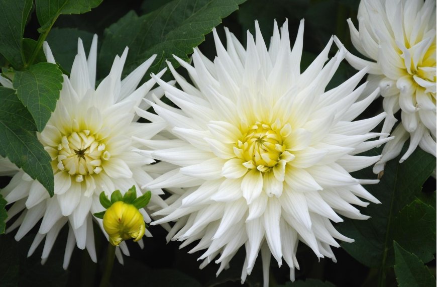 白菊花花卉特写壁纸