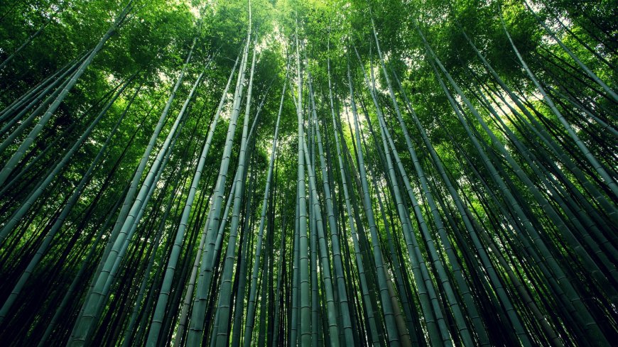 碧绿竹林 竹叶壁纸