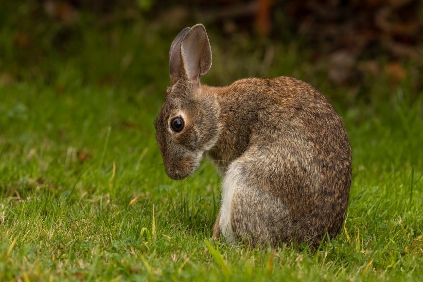 草地上的野兔壁纸