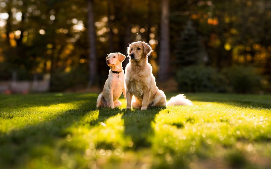 草坪上的两只狗狗壁纸