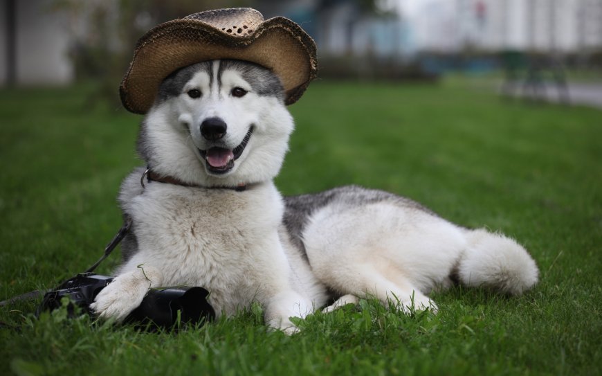 草地上的戴帽子哈士奇狗狗壁纸