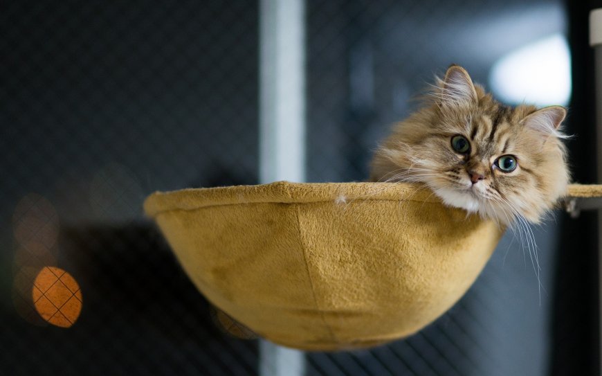 吊篮中的小猫咪壁纸