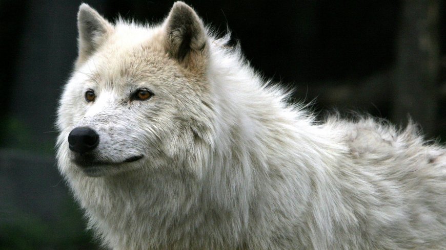 大白狼动物图片桌面壁纸